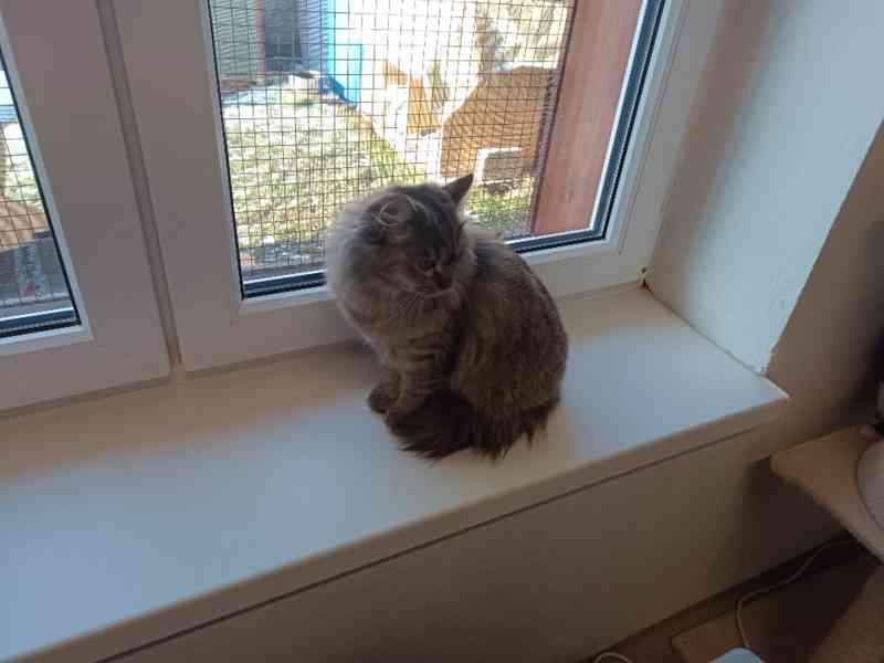 Mazlivá, hravá Bambulka je krásná chlupatá mourovatá - foto 2