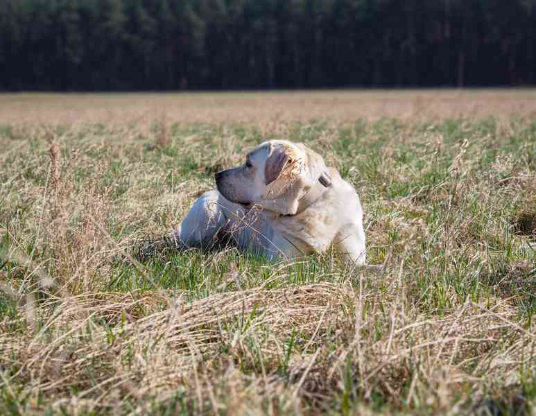 Labradorský retrívr ke krytí  - foto 6