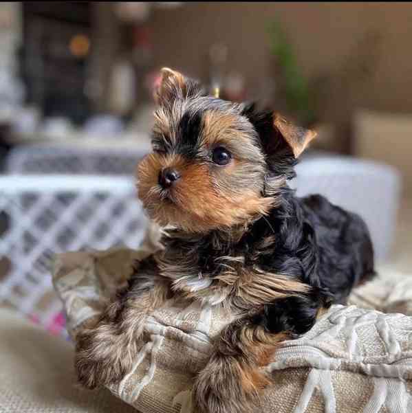 Štěňata jorkšírského teriéra k adopci - foto 2