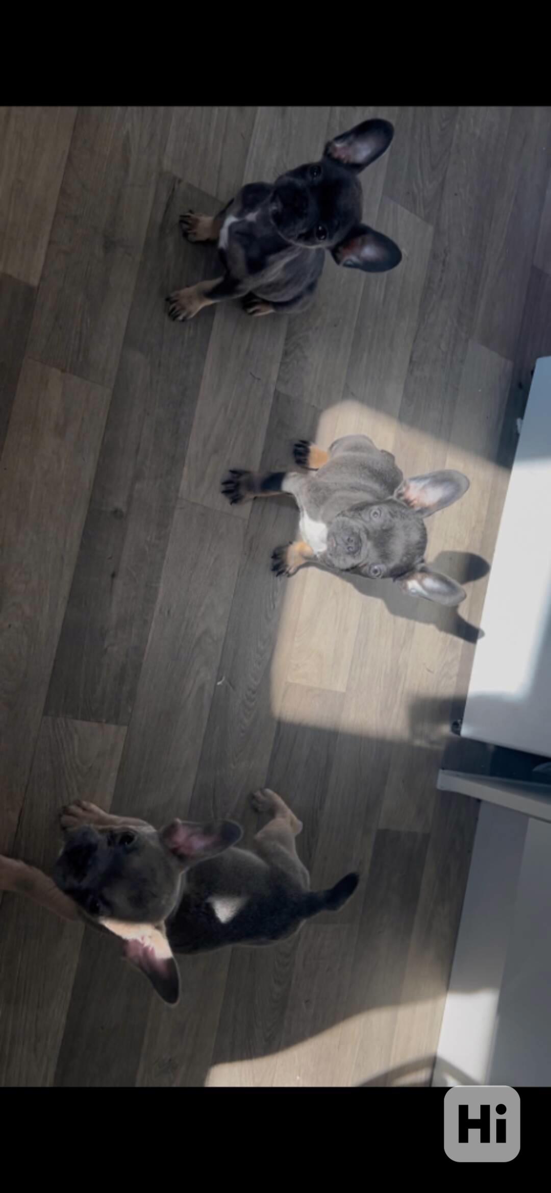 Registrovaní francouzští buldoci v Kc - foto 1