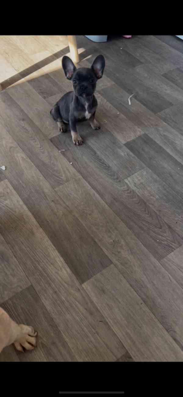 Registrovaní francouzští buldoci v Kc - foto 2