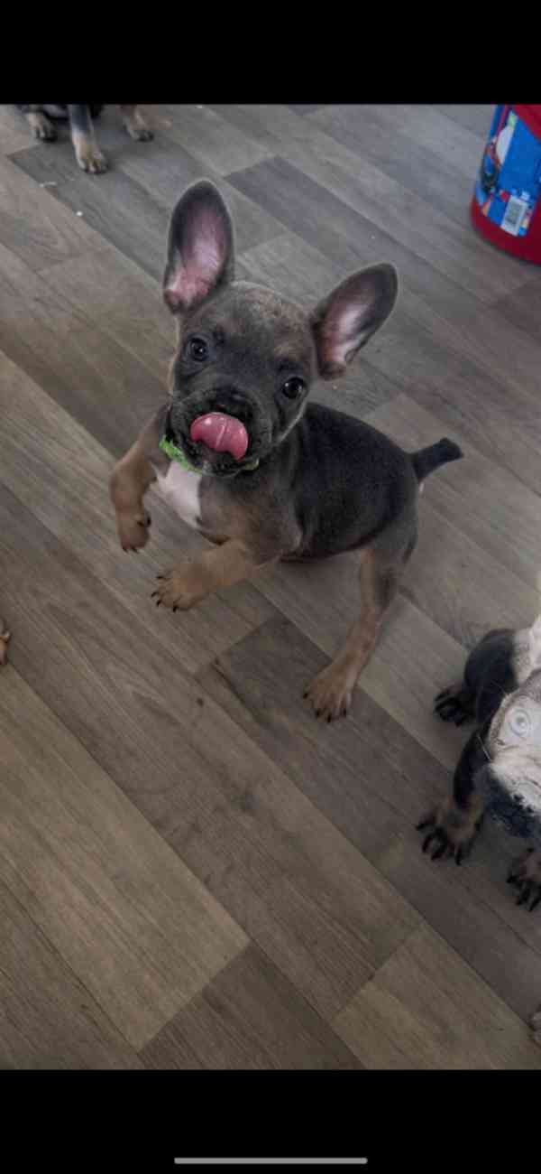 Registrovaní francouzští buldoci v Kc - foto 4