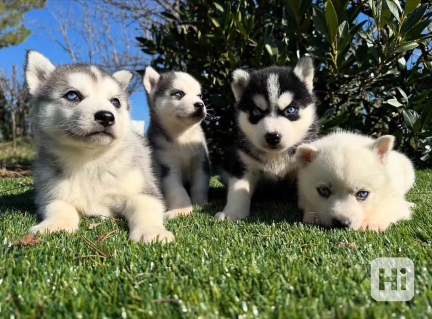Krásná čistokrevná štěňata sibiřského huskyho. - foto 1