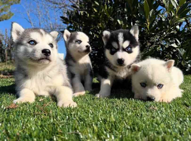 Krásná čistokrevná štěňata sibiřského huskyho. - foto 1