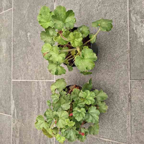 Heuchera Hybrida