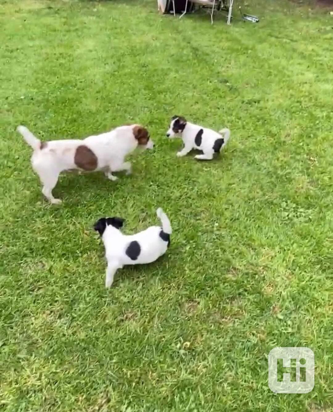 Jack Russell teriér s PP  - foto 1