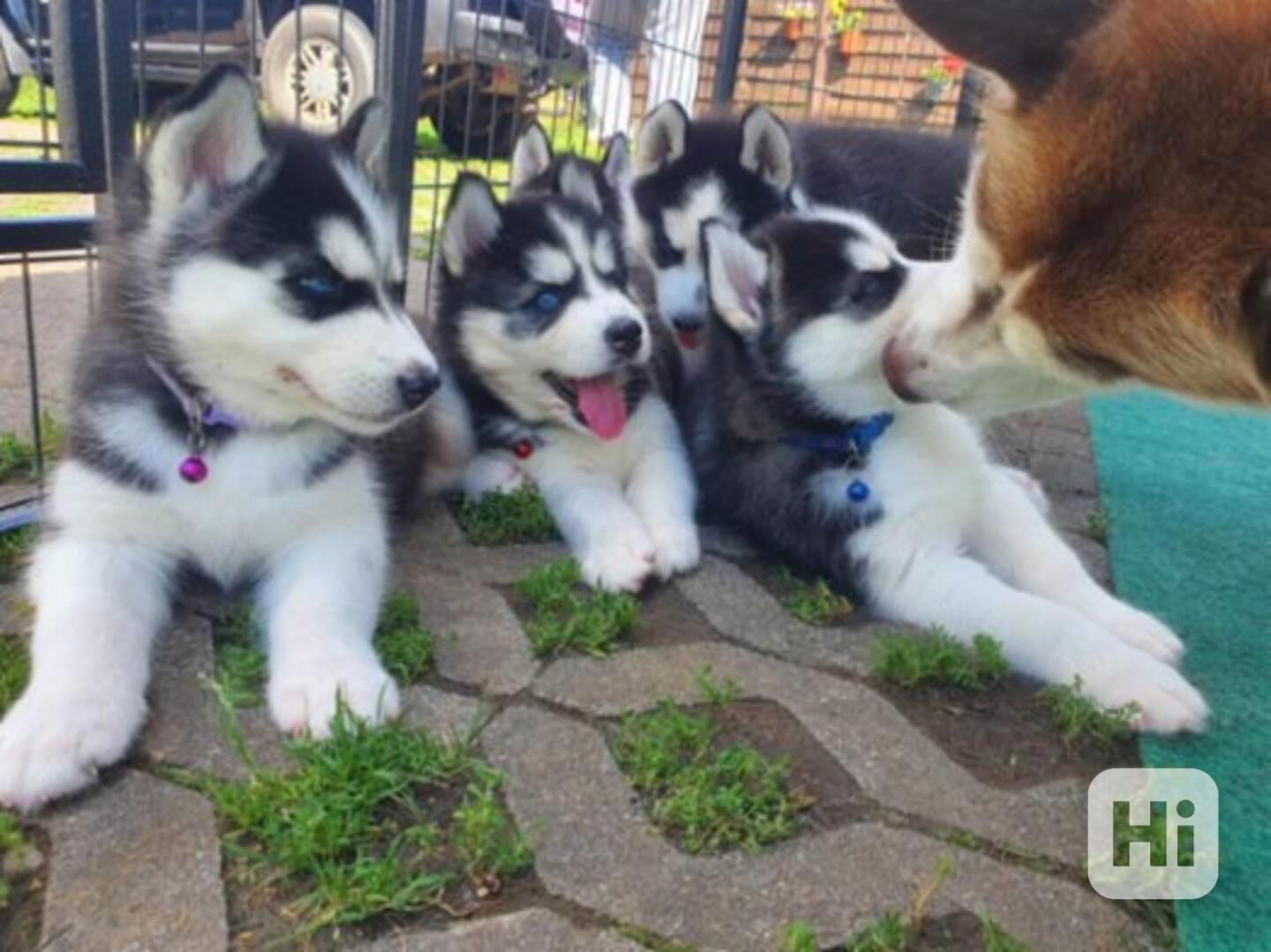 Štěňátka sladkého sibiřského husky jsou nyní k dispozici k p - foto 1