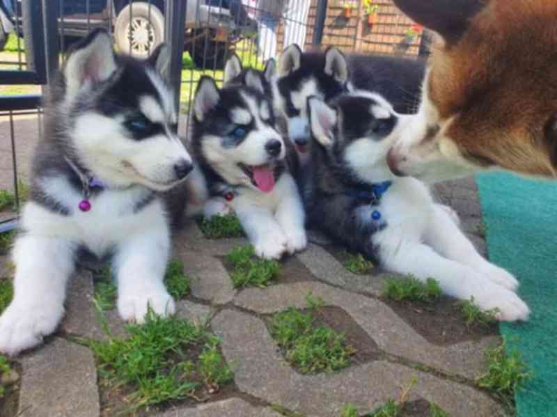 Štěňátka sladkého sibiřského husky jsou nyní k dispozici k p - foto 1