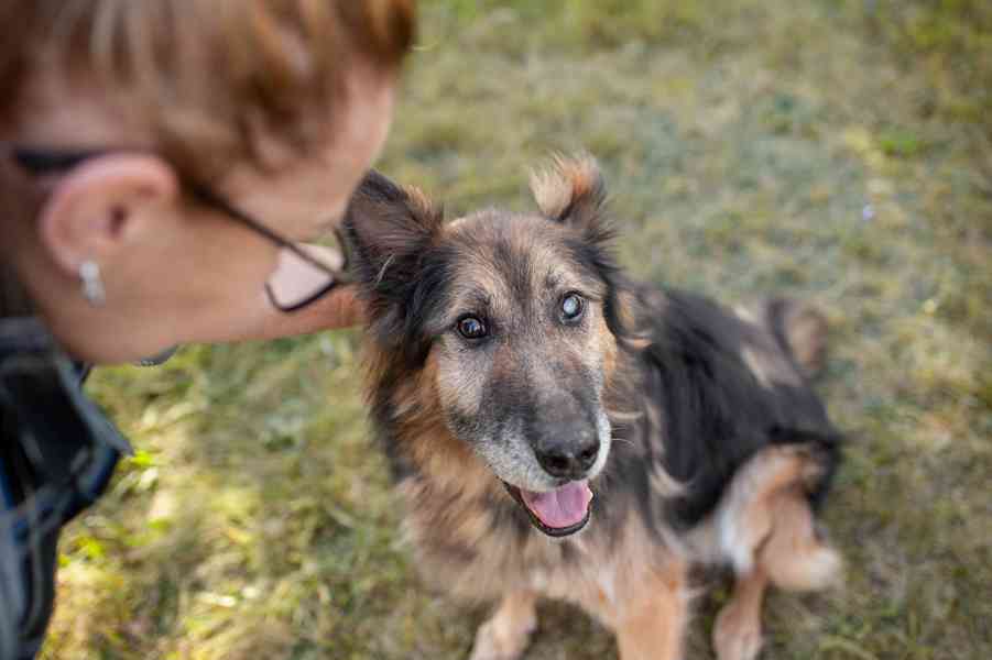 ASLÍK - 23 kg, kastrovaný psík 10 let - foto 7