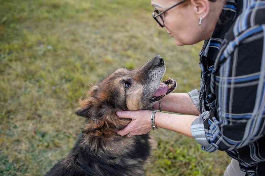 ASLÍK - 23 kg, kastrovaný psík 10 let - foto 8