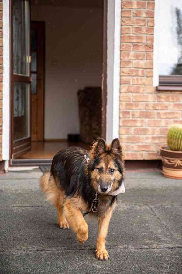 ASLÍK - 23 kg, kastrovaný psík 10 let - foto 3