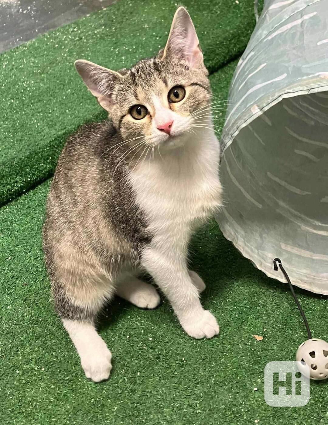 FIONKA - kotě, 5 měsíců  - foto 1