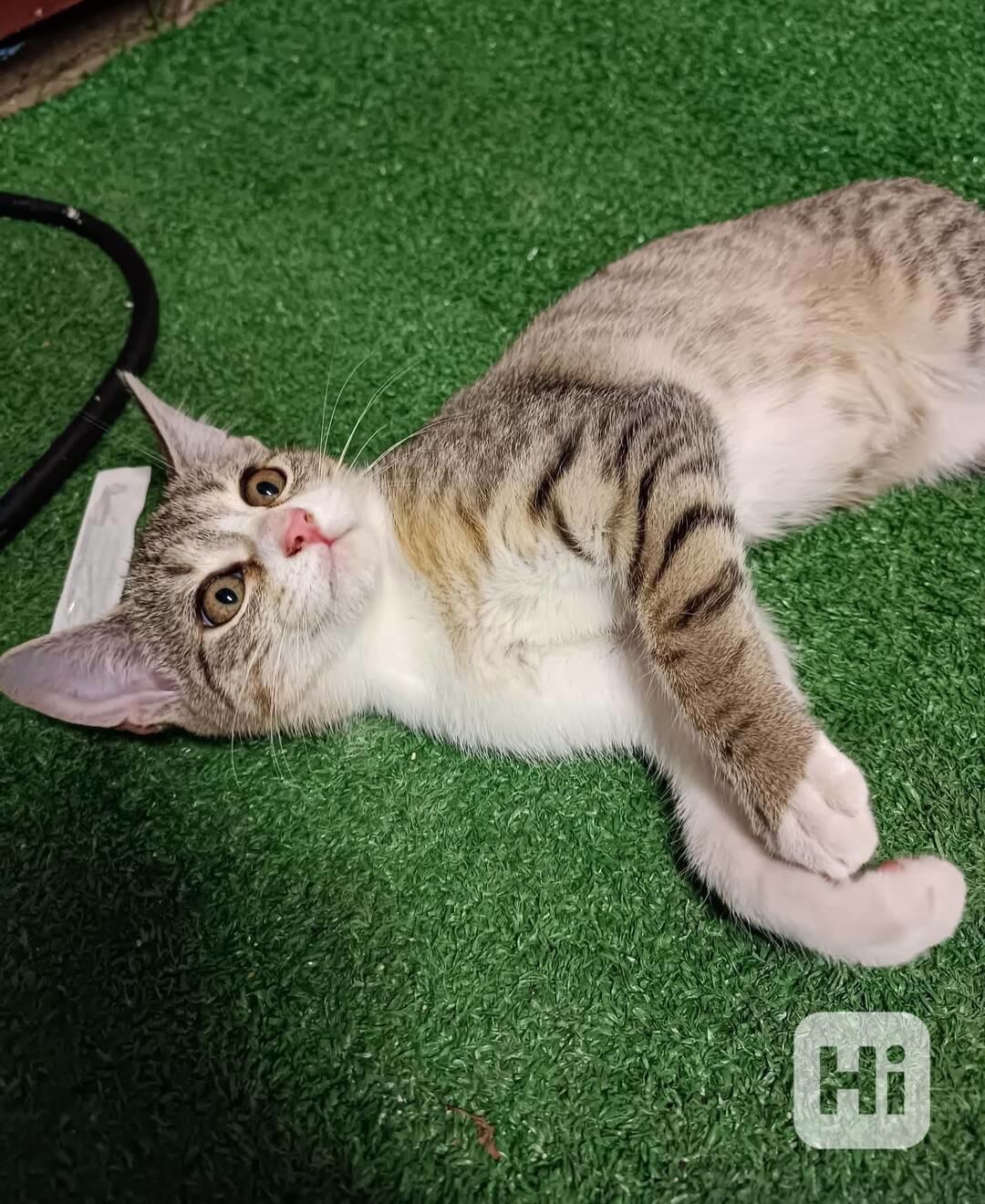 FIONKA - kotě, 5 měsíců  - foto 1
