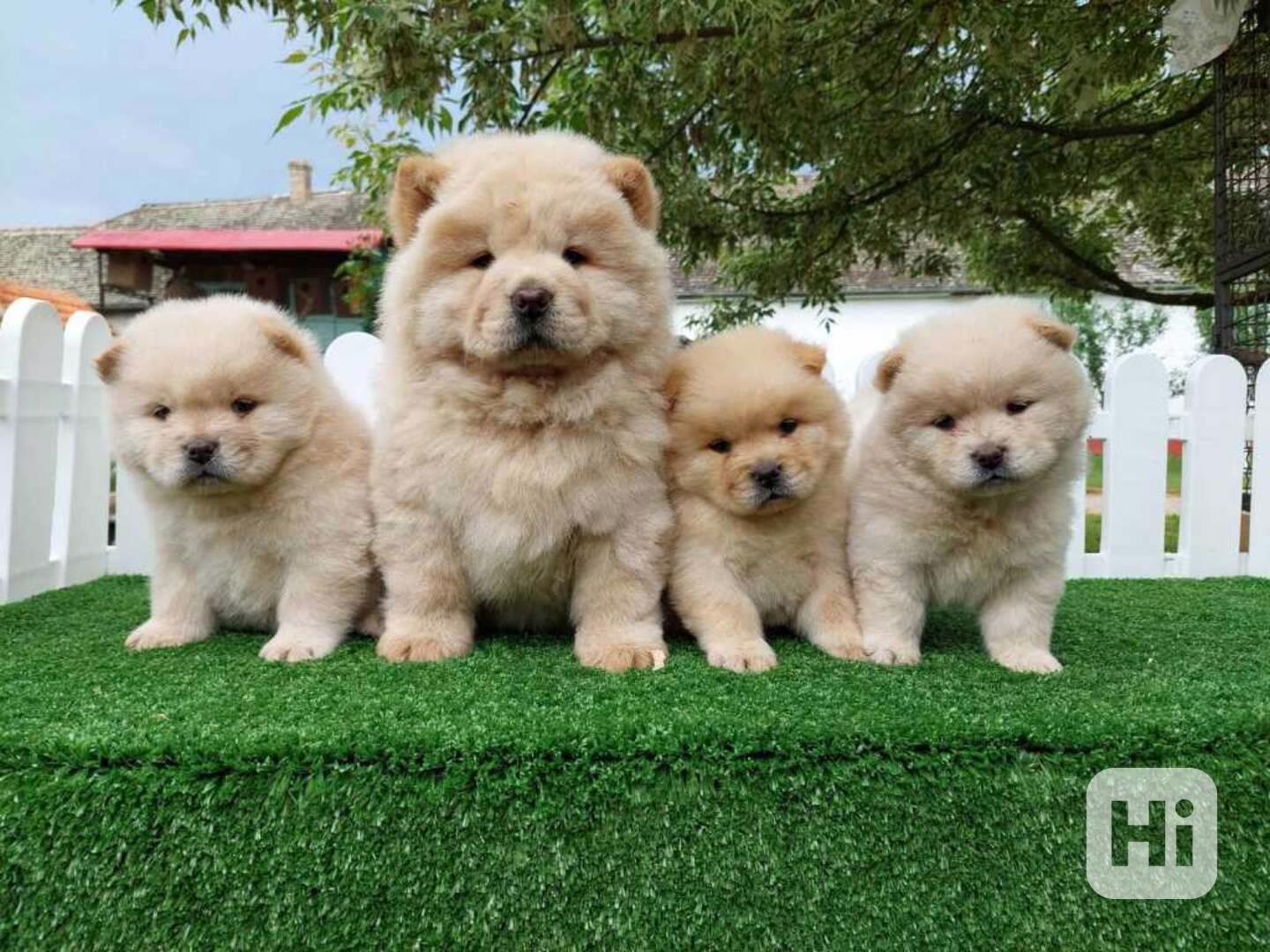 Štěňata chow chow  - foto 1
