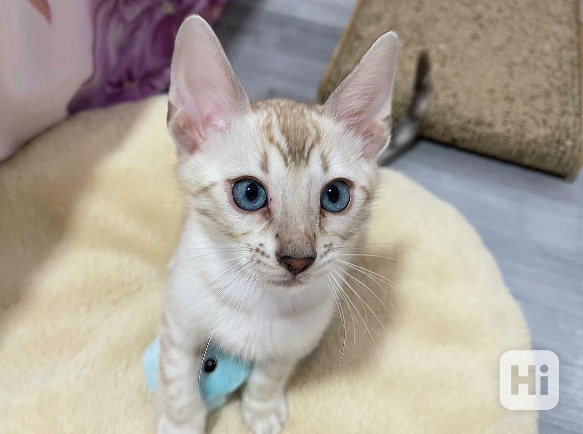 Bengálská kočka koťata s PP  - foto 1