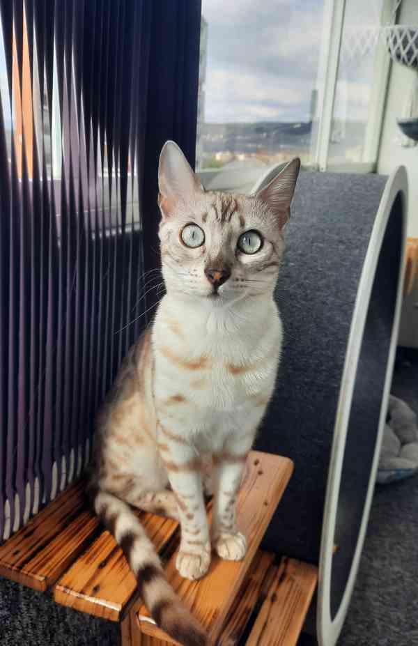 Bengálská kočka koťata s PP  - foto 5