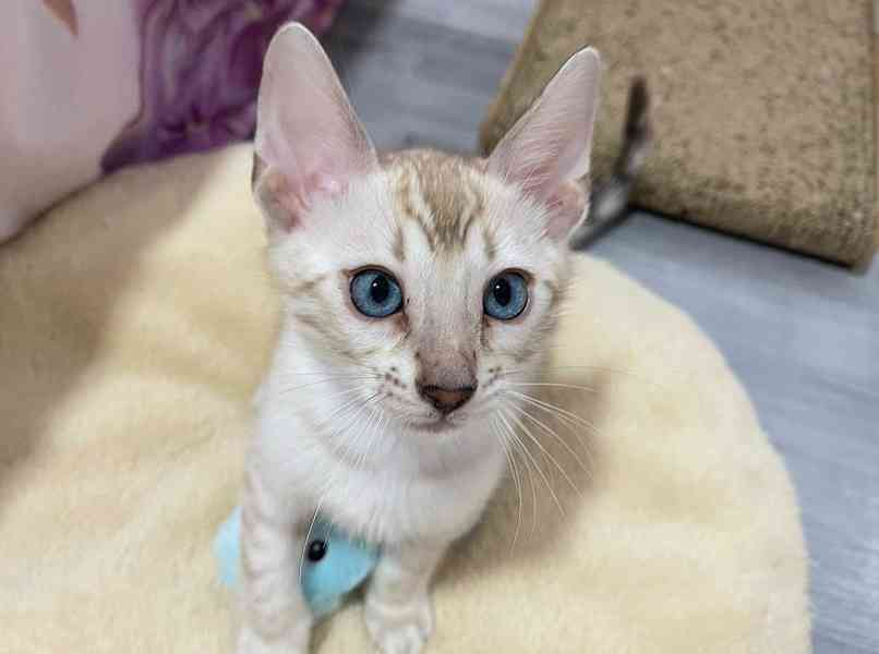 Bengálská kočka koťata s PP 