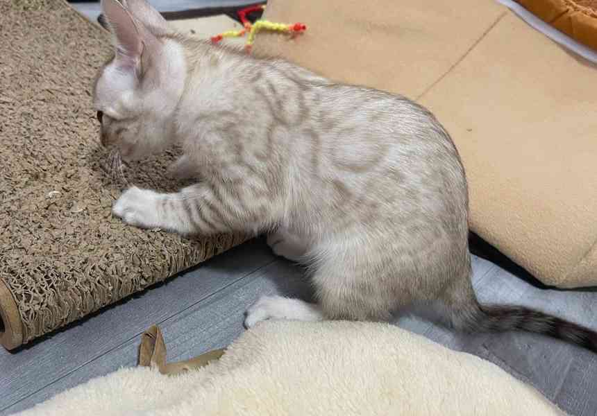 Bengálská kočka koťata s PP  - foto 3