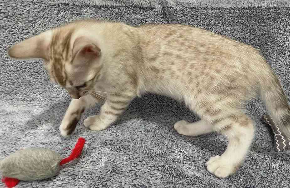 Bengálská kočka koťata s PP  - foto 2