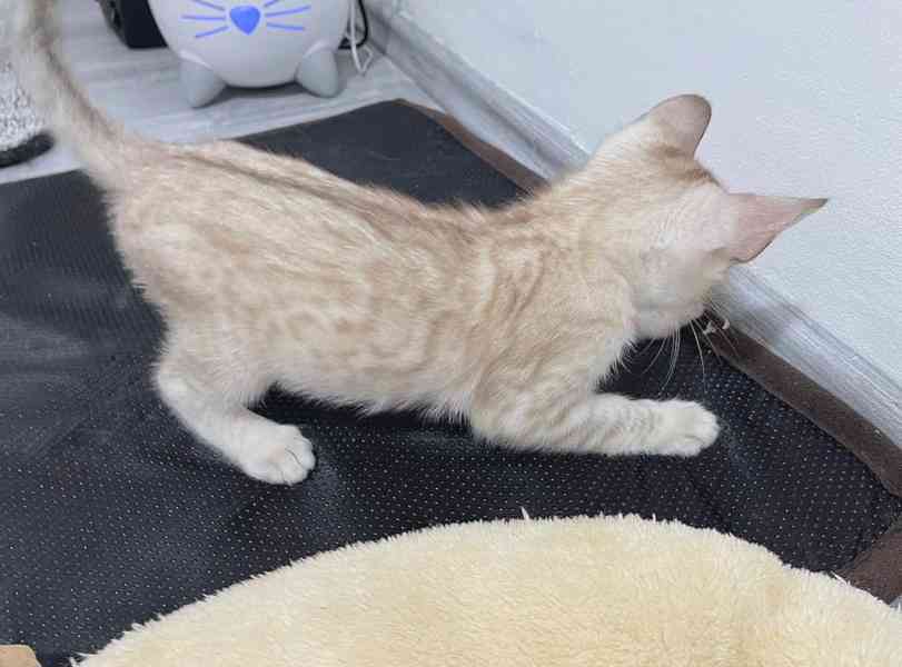 Bengálská kočka koťata s PP  - foto 4