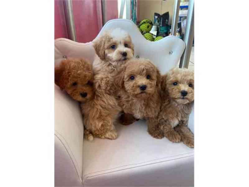 Maltipoo puppies cute !