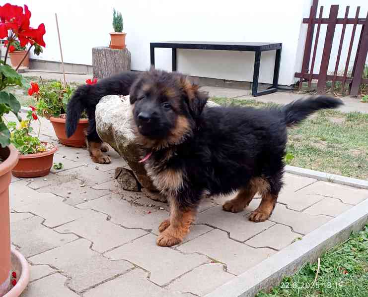 Zvířata - foto 6