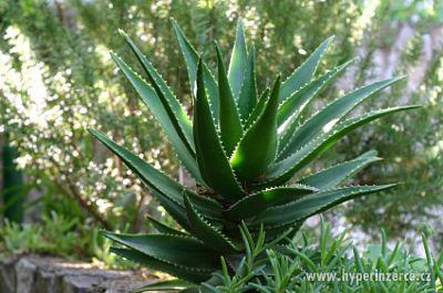 Aloe vera - léčivá pokojová květina - foto 1