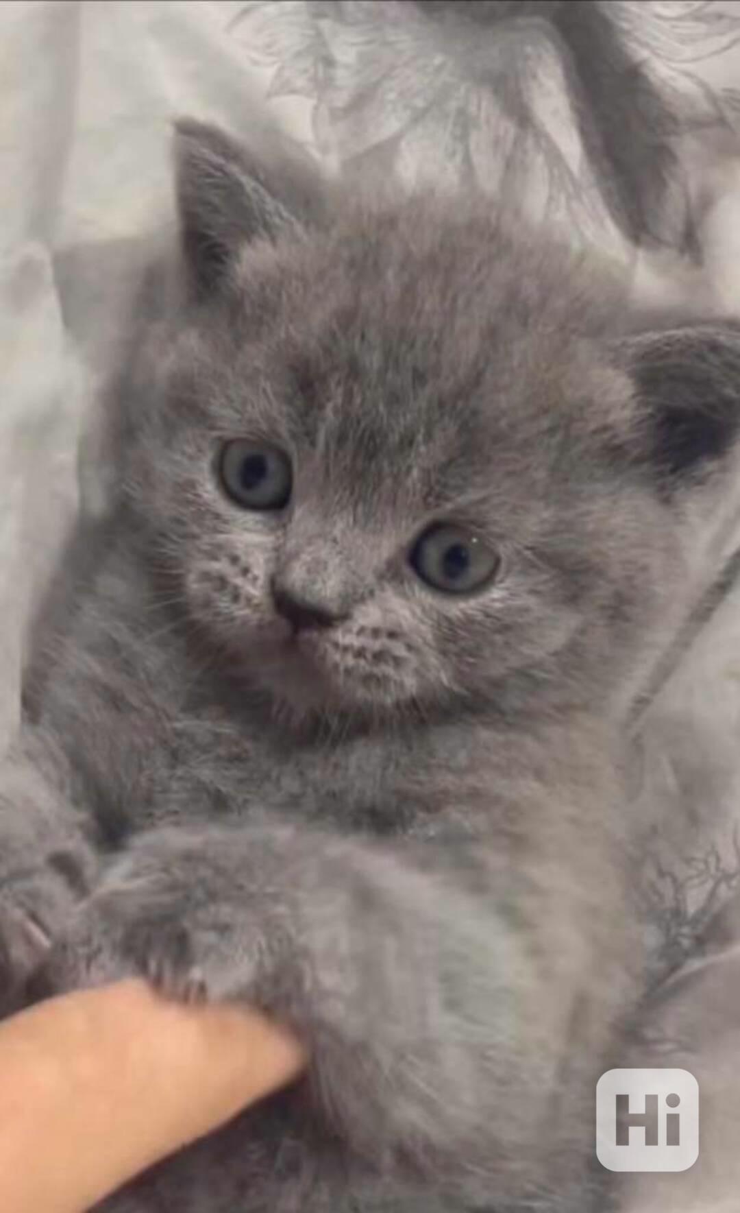 britské modré koťátka bez PP - foto 1