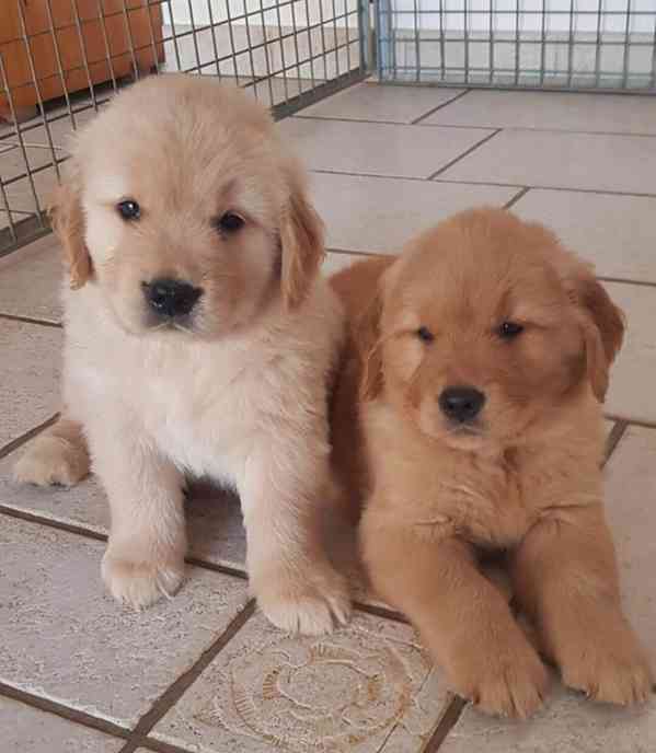 Zlatý retriever Perfektní štěňata zlatého retrívra na prodej - foto 2