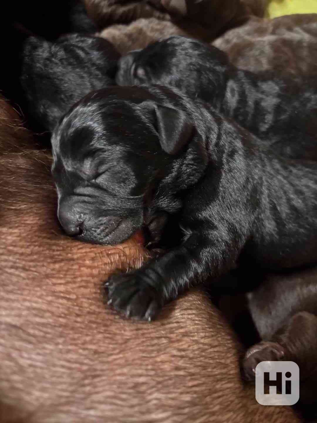 Štěňata Labrador Retriever s PP hnědá a černá - foto 1
