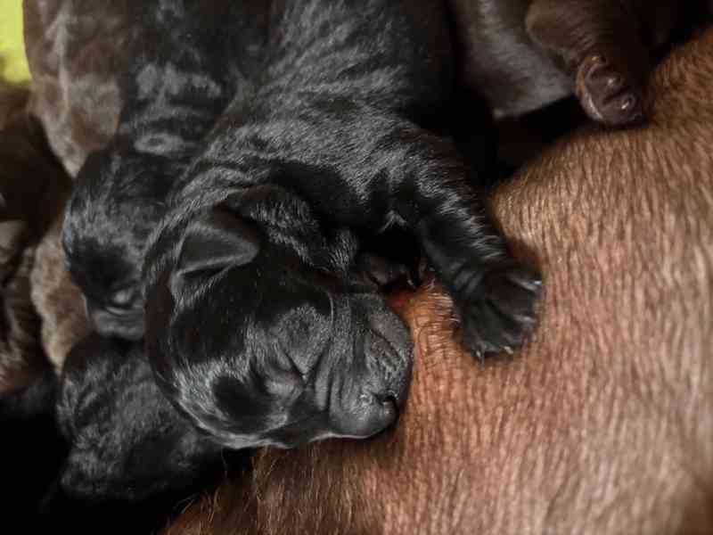 Štěňata Labrador Retriever s PP hnědá a černá - foto 1