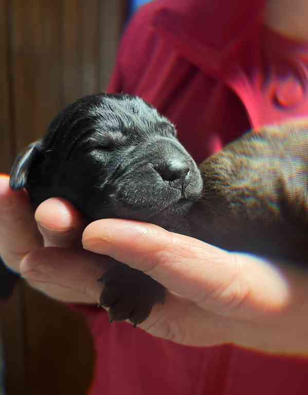 Štěňata Labrador Retriever s PP hnědá a černá - foto 2