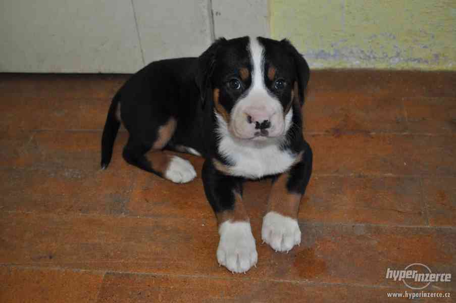 Štěňata- Velký Švýcarský Salašnický Pes - foto 1