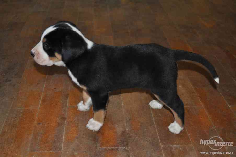Štěňata- Velký Švýcarský Salašnický Pes - foto 2