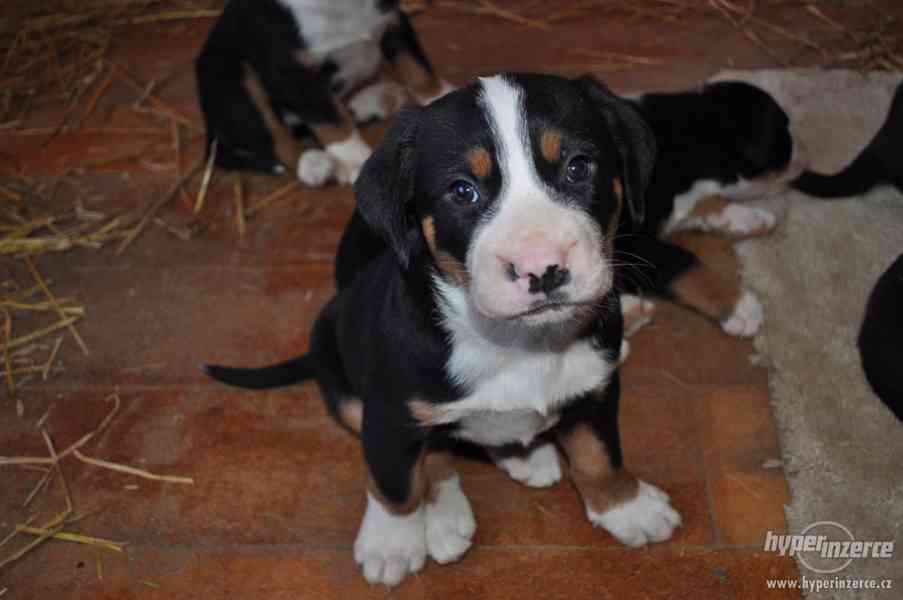 Štěňata- Velký Švýcarský Salašnický Pes - foto 3