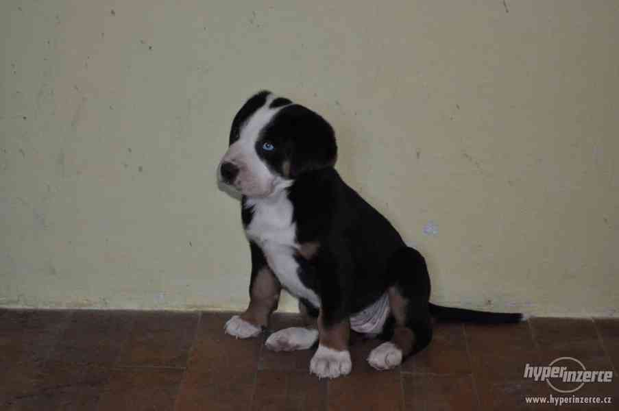 Štěňata- Velký Švýcarský Salašnický Pes - foto 4