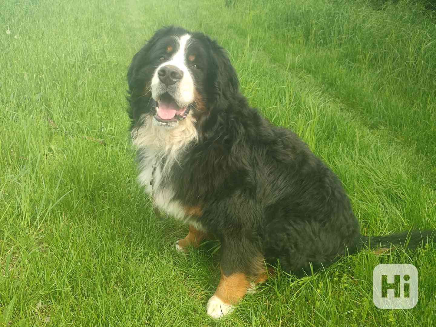 bernský salašnický pes - foto 1