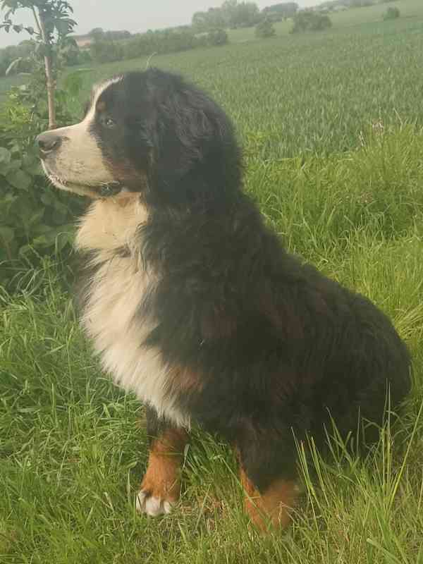 bernský salašnický pes - foto 2