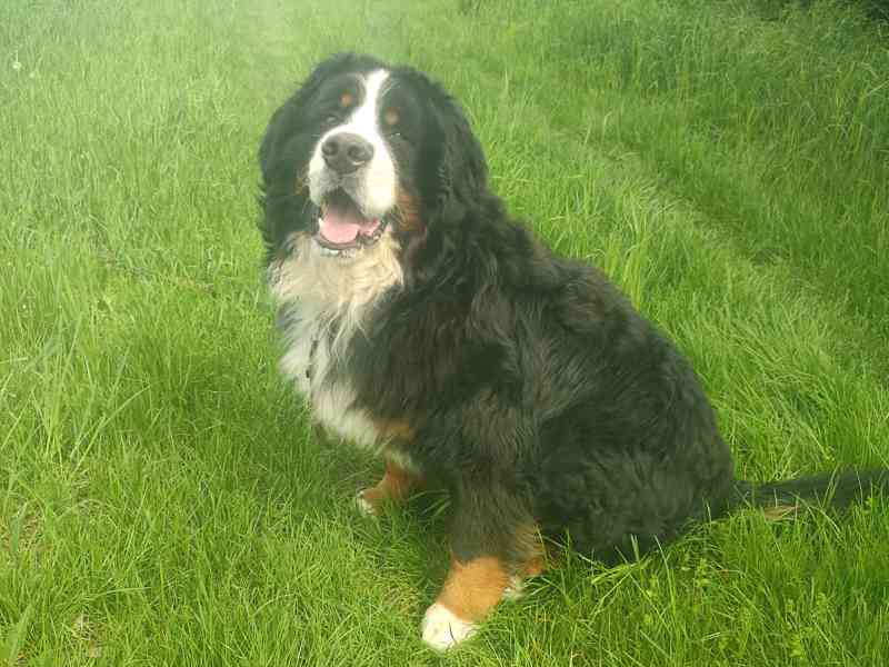 bernský salašnický pes - foto 1