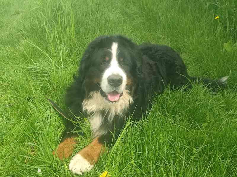 bernský salašnický pes - foto 3