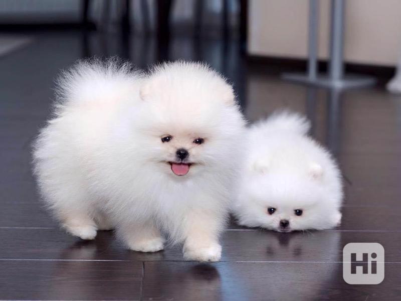 Štěňata pomeraniana samci a samice k adopci - foto 1