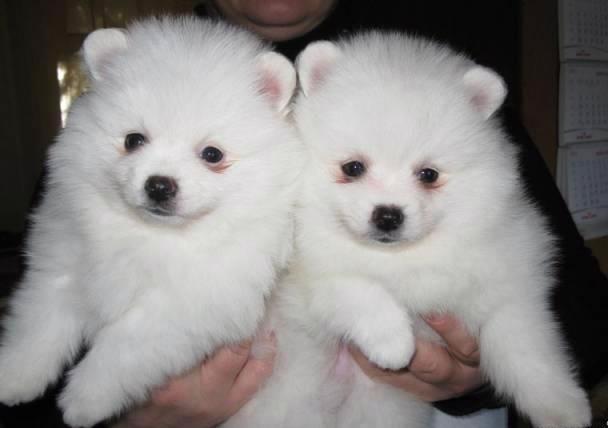 Štěňata pomeraniana samci a samice k adopci - foto 2