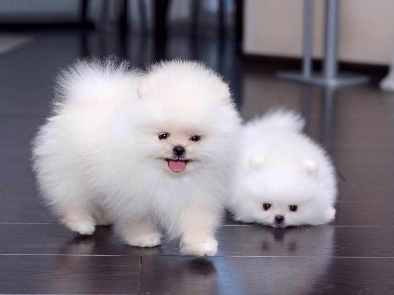 Štěňata pomeraniana samci a samice k adopci
