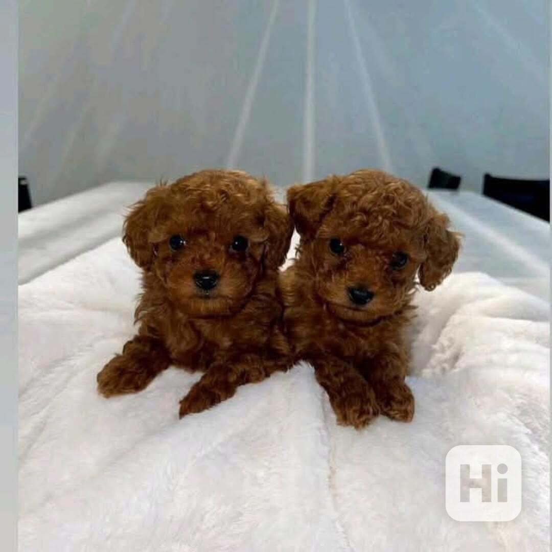 štěňátka pudla - foto 1