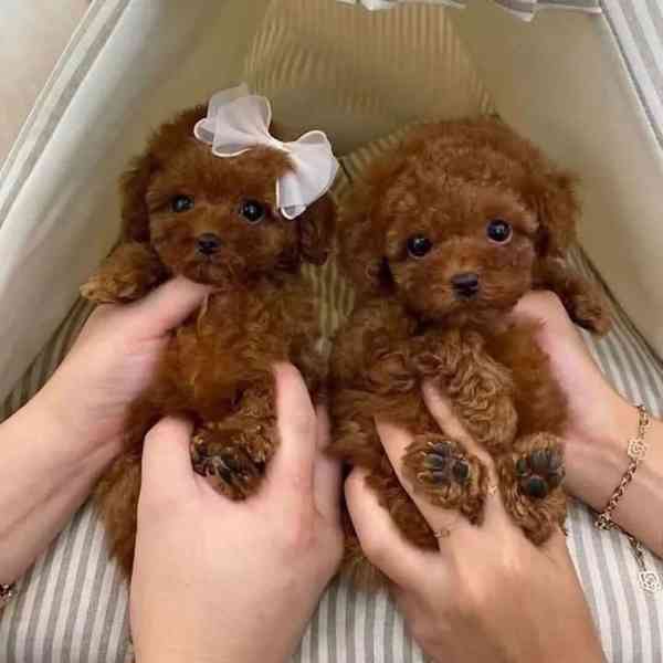 štěňátka pudla - foto 2