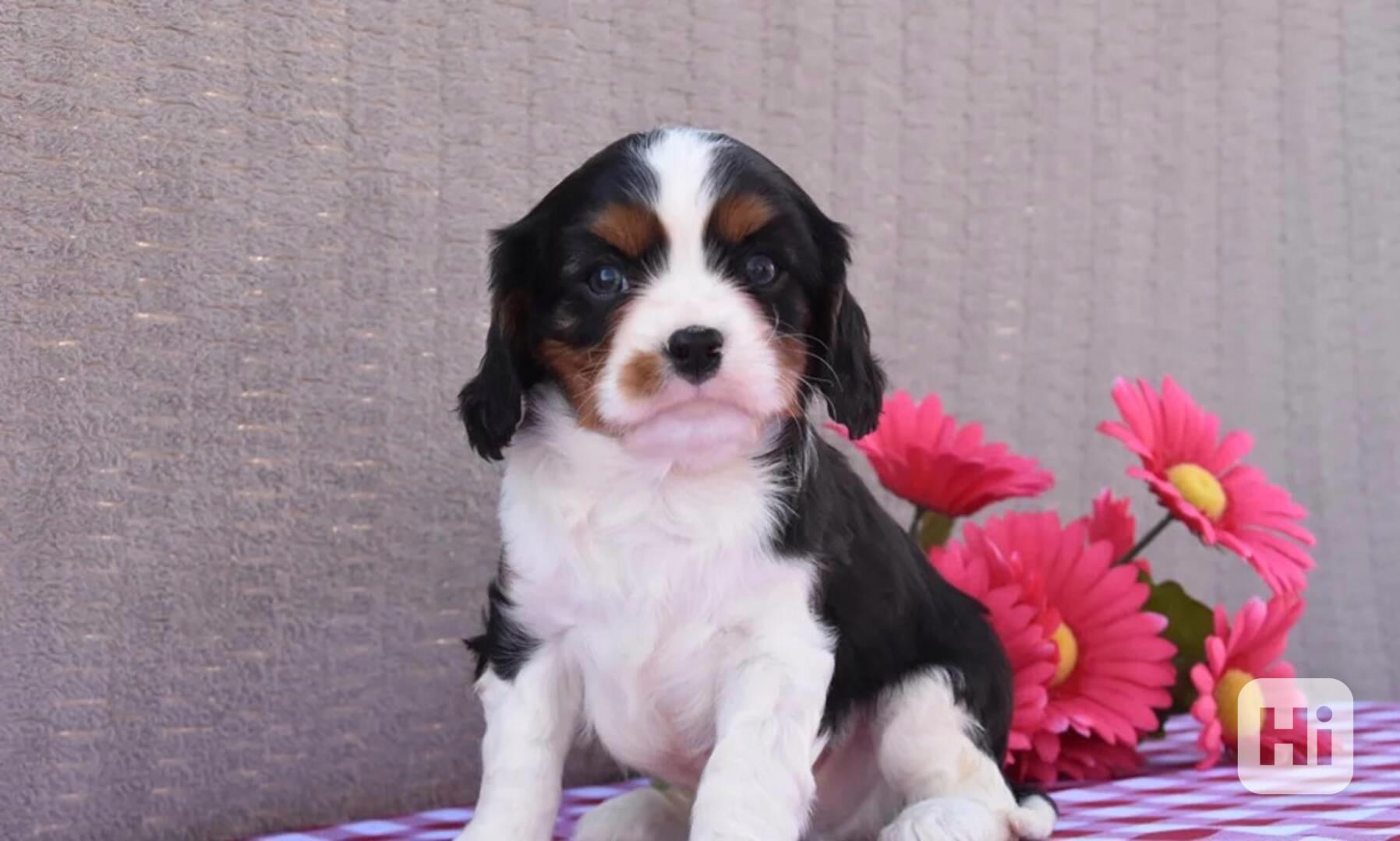 Kavalír King Charles španěl - foto 1