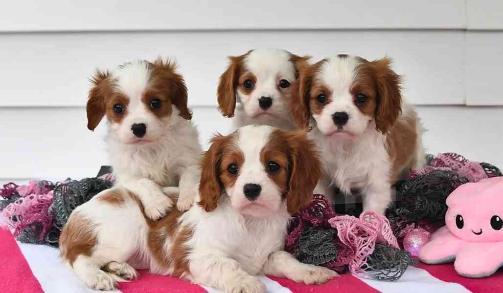Kavalír King Charles španěl - foto 2