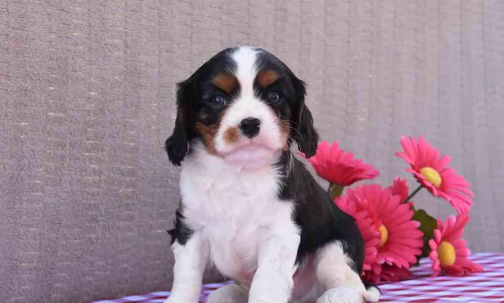 Kavalír King Charles španěl - foto 3