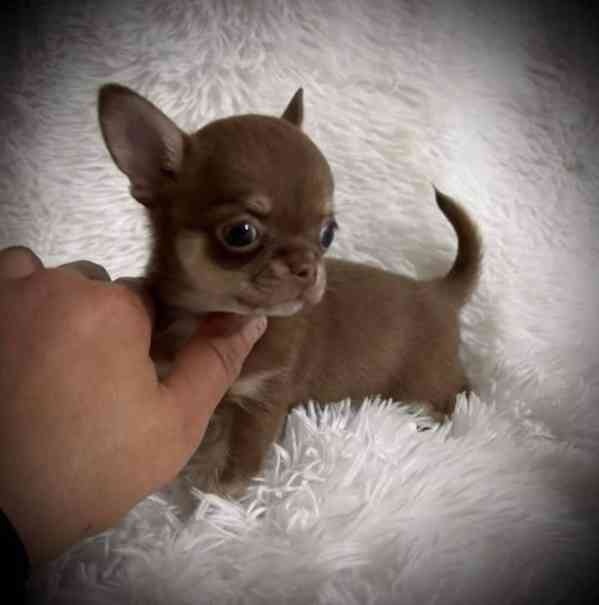 Štěňata čivavy - foto 2