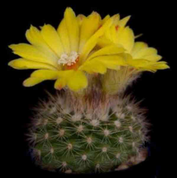 Kaktus Parodia mutabilis Balení obsahuje 20 semen - foto 1
